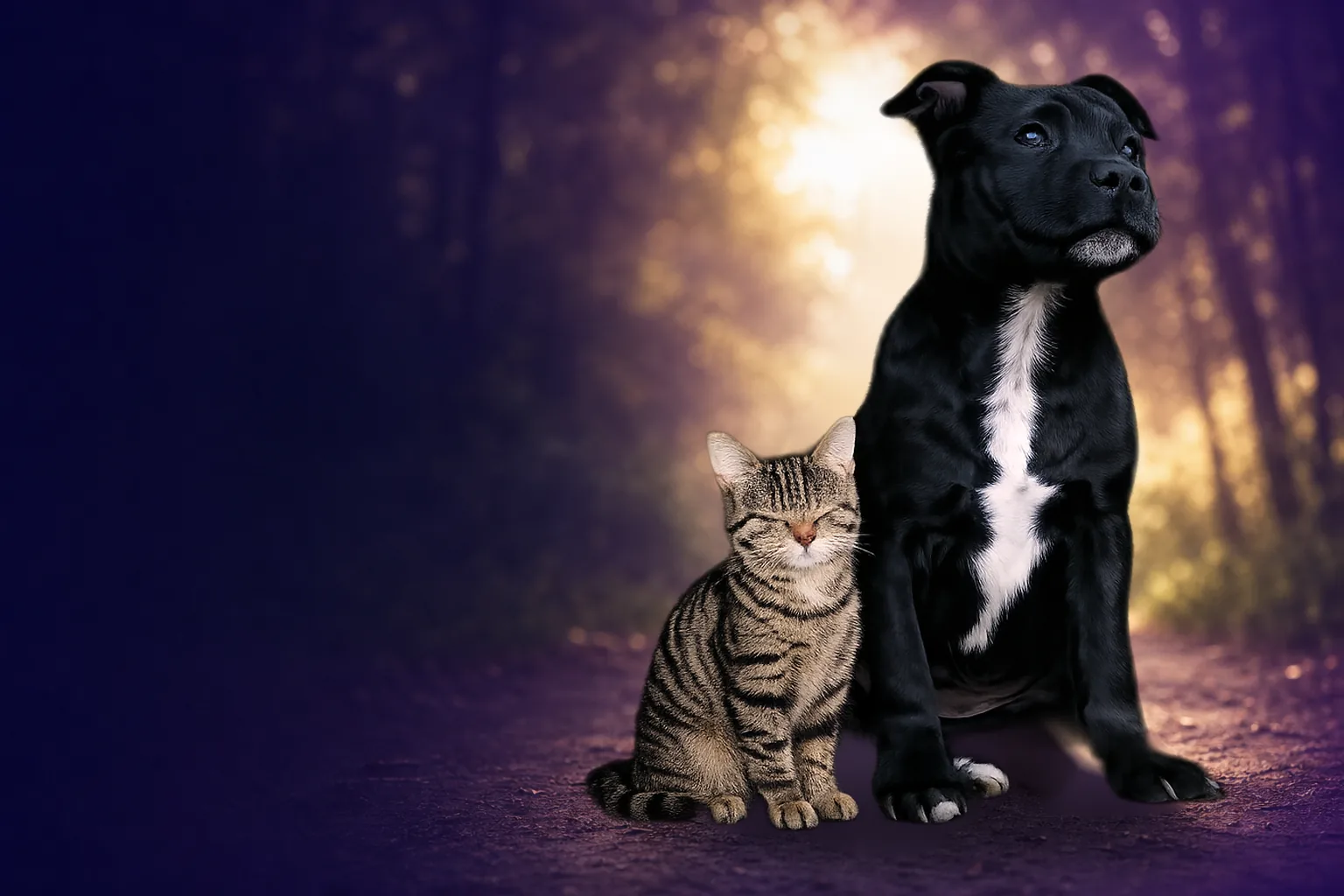 Archie the tabby cat and Stanley the black Staffie sitting together on a woodland path